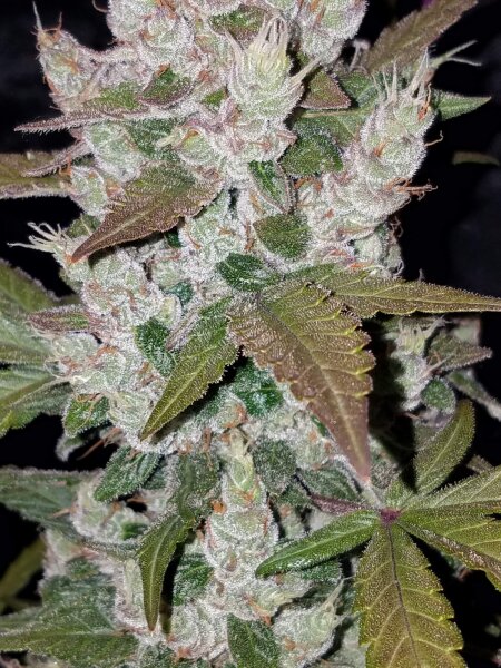 Fast Buds Auto Girl Scout Cookies automatic 3 Samen