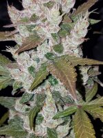 Fast Buds Auto Girl Scout Cookies automatic 3 Samen