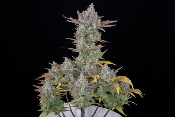 Fast Buds Auto Gorilla Cookies automatic 3 Samen