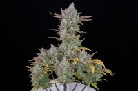 Fast Buds Auto Gorilla Cookies automatic 3 Samen