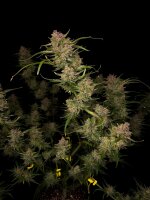 Fast Buds Auto Guava automatic 3 Samen