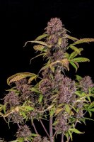 Fast Buds Auto Lemon Cherry Cookies automatic 3 Samen