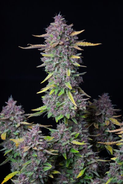 Fast Buds Auto Purple Punch automatic 3 Samen
