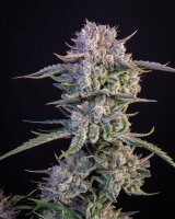 Fast Buds Auto Strawberry Gorilla automatic 3 Samen