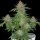Fast Buds Auto Strawberry Pie automatic 3 Samen