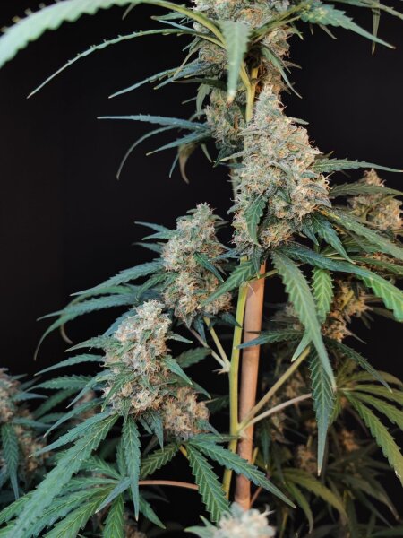 Fast Buds Auto Original Cheese automatic 3 Samen