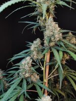 Fast Buds Auto Original Cheese automatic 3 Samen