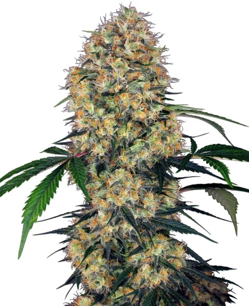 Sensi Seeds Auto Amnesia XXL automatic 3 Samen