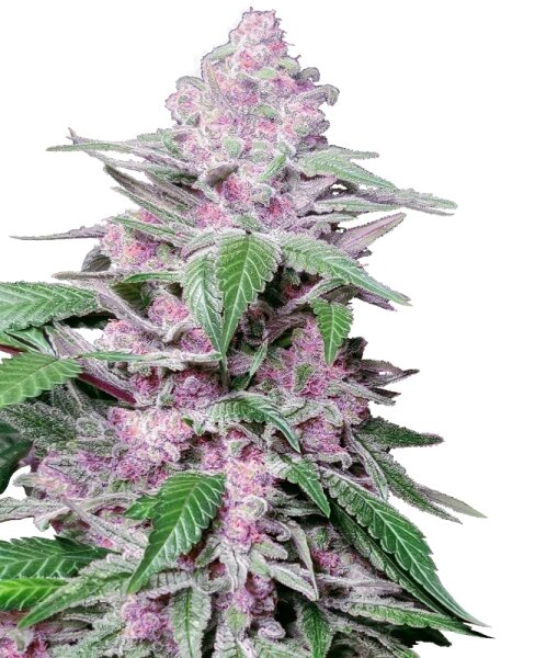 Sensi Seeds Purple Cookie Kush feminisiert 3 Samen