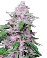 Sensi Seeds Purple Cookie Kush feminisiert 3 Samen