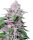 Sensi Seeds Purple Cookie Kush feminisiert 3 Samen