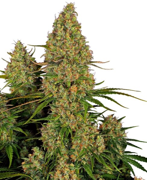 Sensi Seeds Auto Sticky Orange XXL automatic 3 Samen