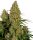 Sensi Seeds Auto Sticky Orange XXL automatic 3 Samen