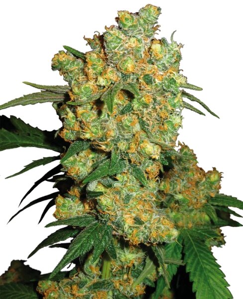 Sensi Seeds Big Bud feminisiert 3 Samen