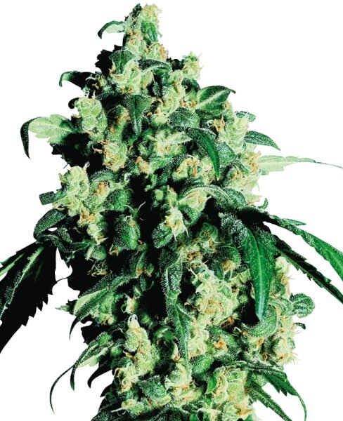 Sensi Seeds Super Skunk feminisiert 3 Samen