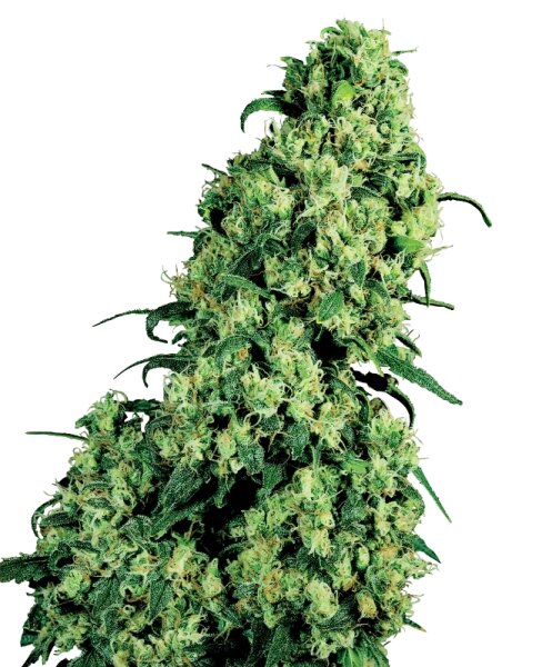 Sensi Seeds Skunk No1 feminisiert 3 Samen