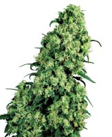 Sensi Seeds Skunk No1 feminisiert 3 Samen