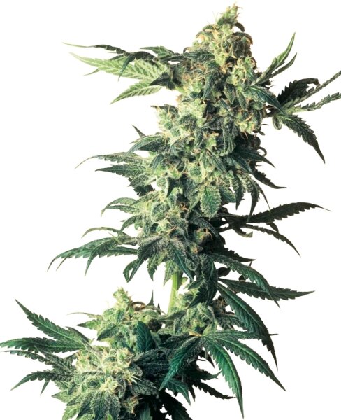 Sensi Seeds Nothern Lights feminisiert 3 Samen