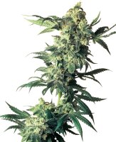 Sensi Seeds Nothern Lights feminisiert 3 Samen