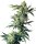 Sensi Seeds Nothern Lights feminisiert 3 Samen
