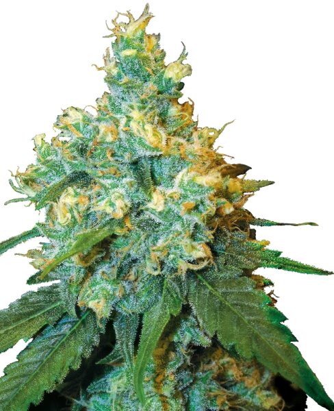 Sensi Seeds Jack Herer feminisiert 3 Samen