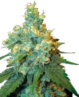 Sensi Seeds Jack Herer feminisiert 3 Samen