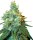Sensi Seeds Jack Herer feminisiert 3 Samen