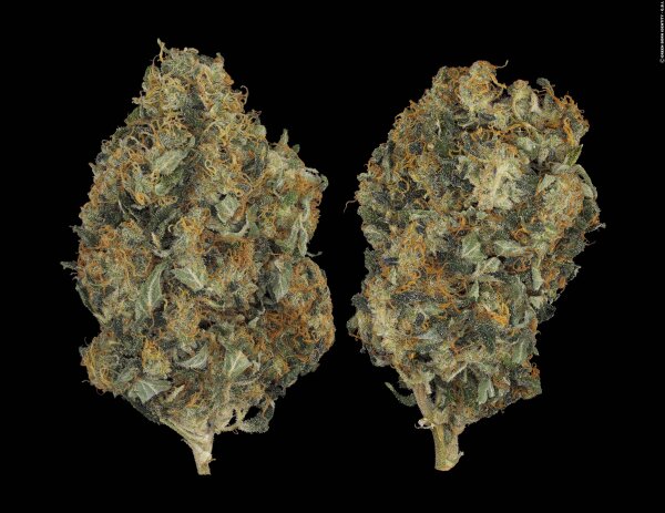 Serious Seeds CBD Chronic feminisiert 3 Samen