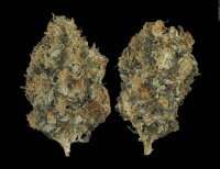 Serious Seeds CBD Chronic feminisiert 3 Samen