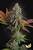 Paradise Seeds Californian Gold feminisiert 3 Samen
