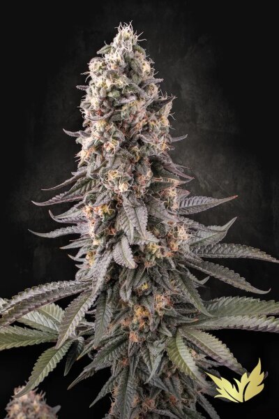 Paradise Seeds El Dorado OG feminisiert 3 Samen