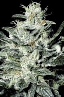 Paradise Seeds Sensi Star feminisiert 3 Samen