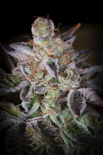 Paradise Seeds Sweetopia feminisiert 3 Samen