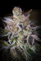 Paradise Seeds Sweetopia feminisiert 3 Samen