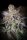 Paradise Seeds Sweetopia feminisiert 3 Samen
