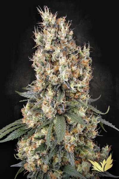 Paradise Seeds Mendocino Skunk feminisiert 3 Samen