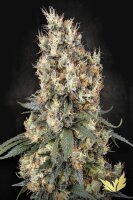 Paradise Seeds Mendocino Skunk feminisiert 3 Samen