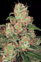 Paradise Seeds Auto Acid automatic 3 Samen