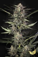 Paradise Seeds Auto Wappa automatic 3 Samen