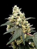 Paradise Seeds Auto Lemonade automatic 3 Samen