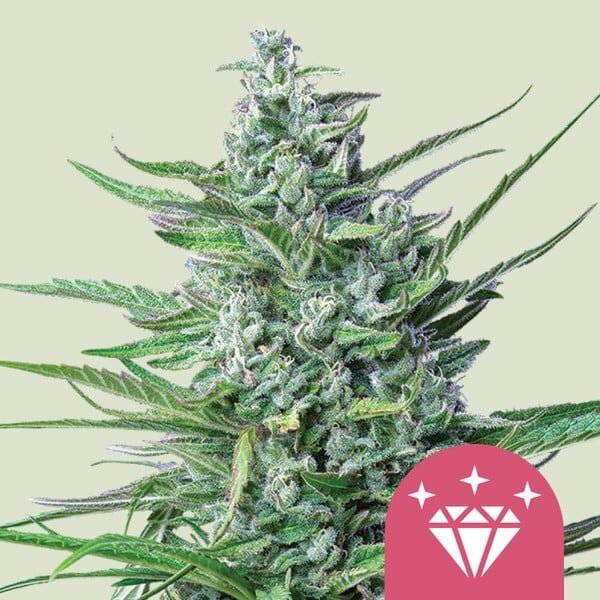 Royal Queen Seeds Special Kush #1 feminisiert 3 Samen