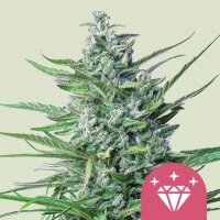 Royal Queen Seeds Special Kush #1 feminisiert 3 Samen