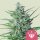 Royal Queen Seeds Special Kush #1 feminisiert 3 Samen