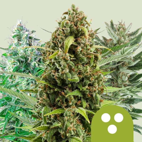 Royal Queen Seeds Autoflowering Mix automatic 3 Samen