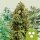 Royal Queen Seeds Autoflowering Mix automatic 3 Samen
