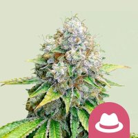 Royal Queen Seeds O.G. Kush feminisiert 3 Samen