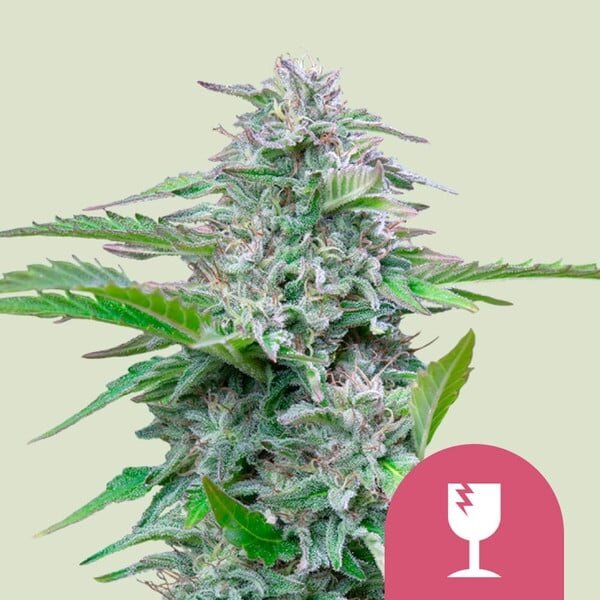 Royal Queen Seeds Critical  3 Samen