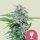 Royal Queen Seeds Critical  3 Samen