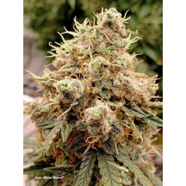 Dutch Passion Auto White Widow automatic 3 Samen