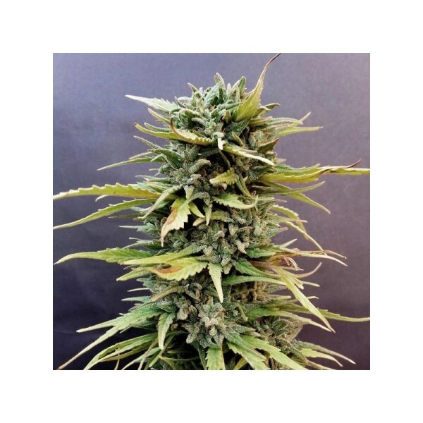 Dutch Passion Skunk #11 feminisiert 3 Samen